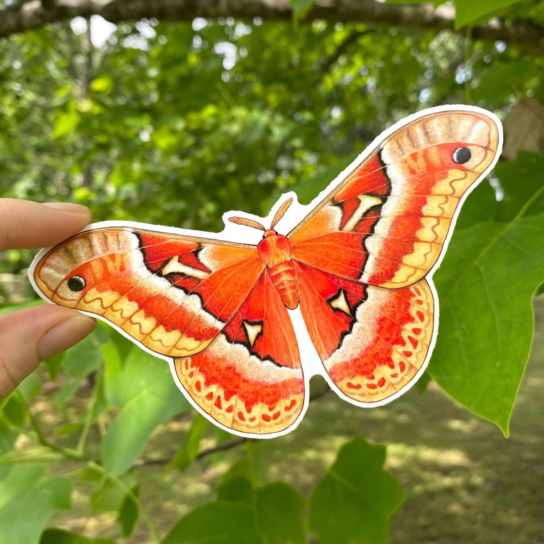 Tuliptree Silkmoth Sticker