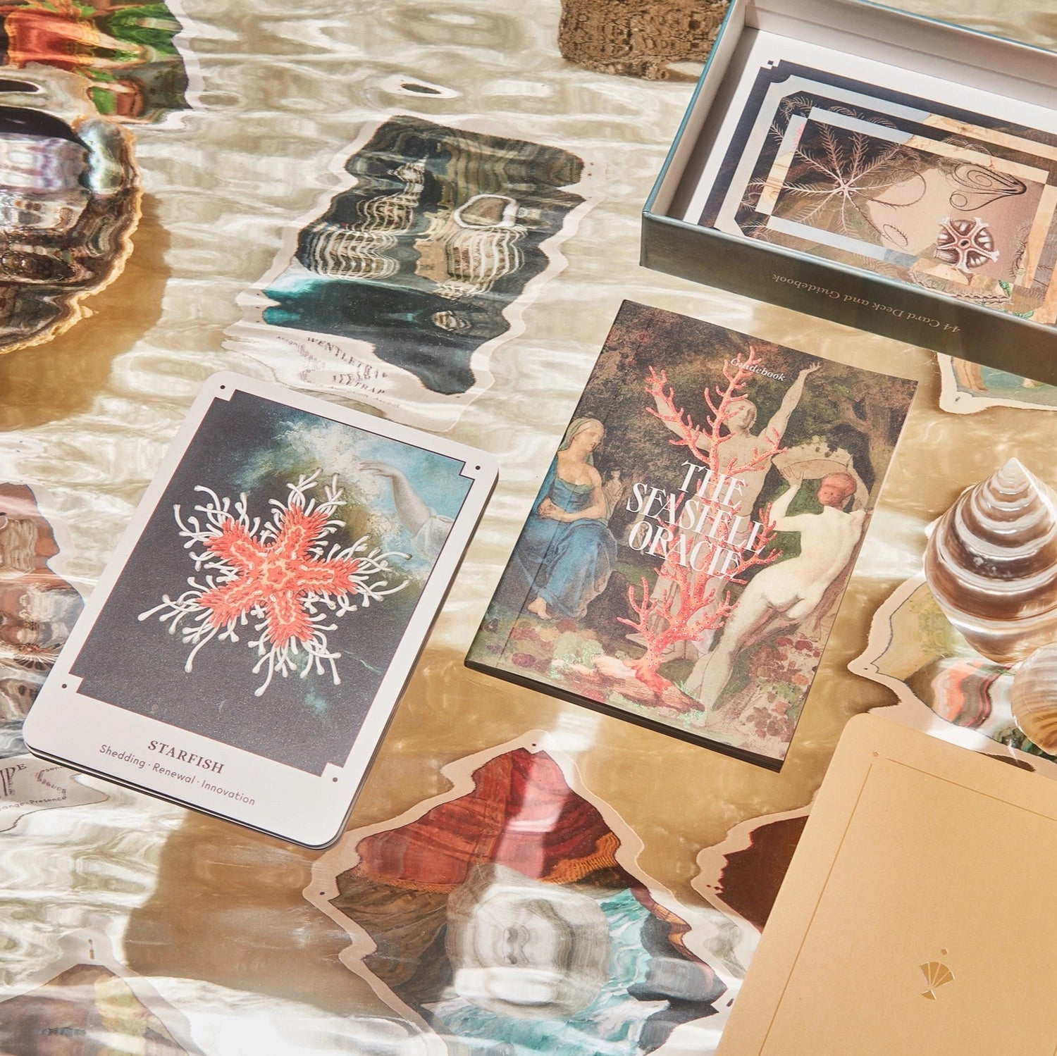 The Seashell Oracle Deck