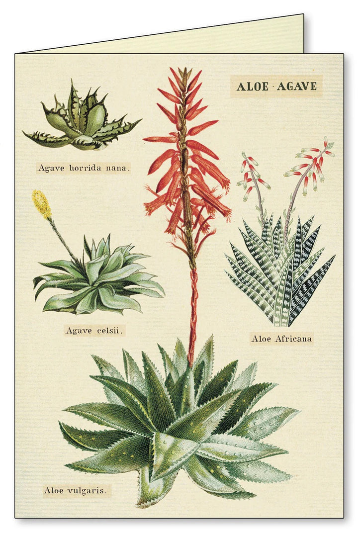 Succulents Boxed Notecards