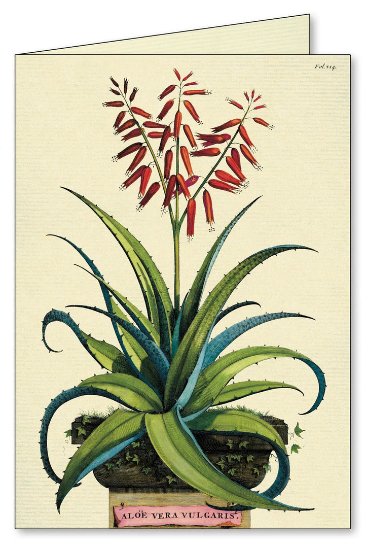 Succulents Boxed Notecards