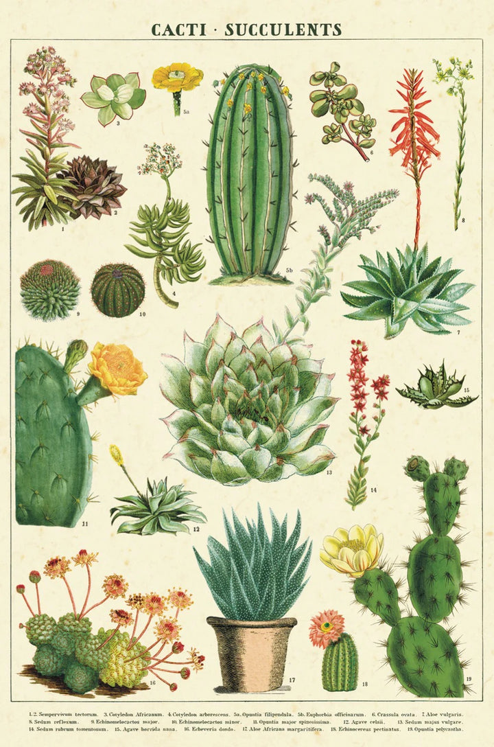 Succulents Vintage Postcard Set
