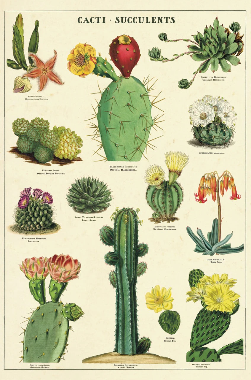 Succulents Vintage Postcard Set