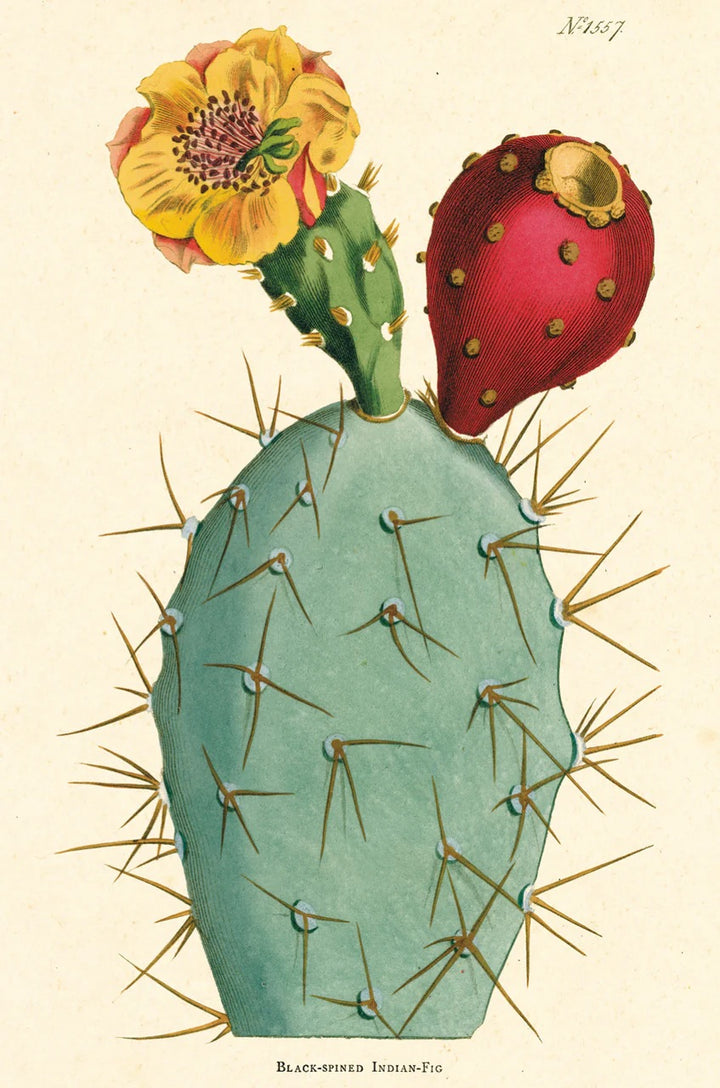 Succulents Vintage Postcard Set
