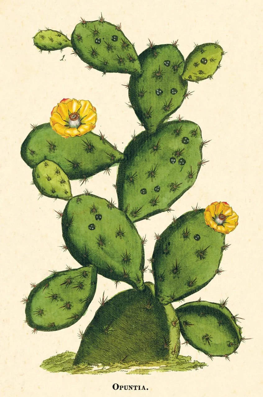 Succulents Vintage Postcard Set