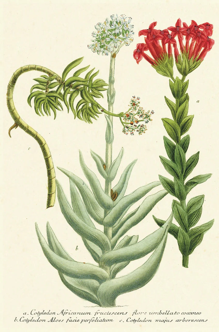 Succulents Vintage Postcard Set