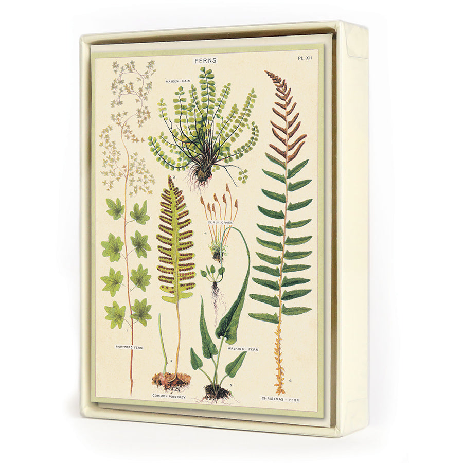 Ferns Boxed Notecards