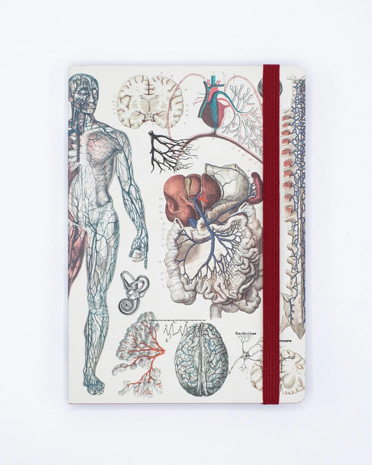 Anatomy & Physiology Explorer Notebook