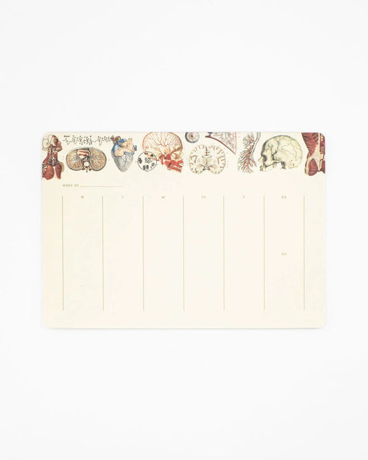 Human Anatomy Weekly Desk Pad