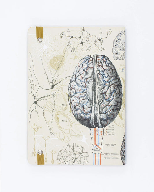 Brain Explorer Notebook