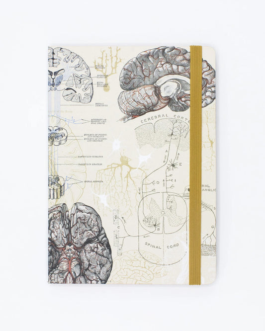 Brain Explorer Notebook