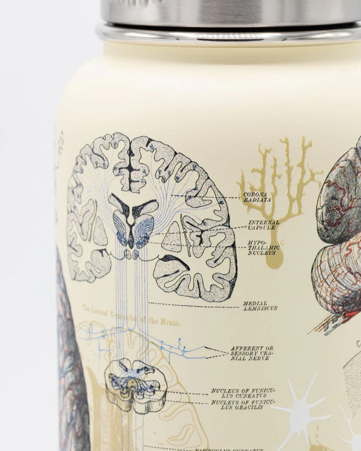 Brain & Neuroscience Water Bottle - 32 oz