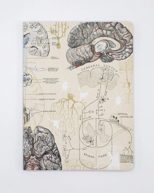 Brain & Neuroscience Notebook