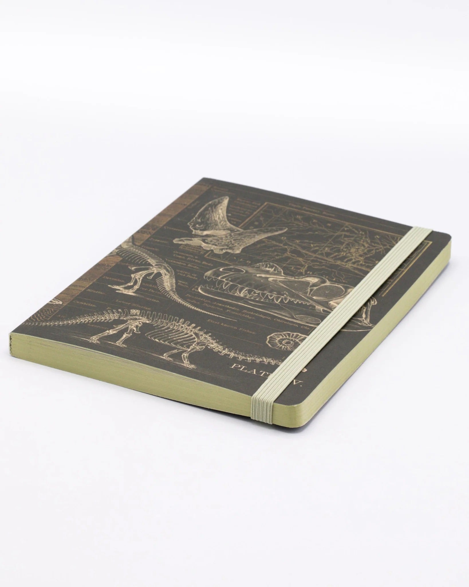 Dinosaur Bones Explorer Notebook