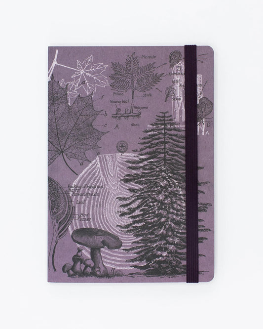 Forest at Dusk Explorer Notebook