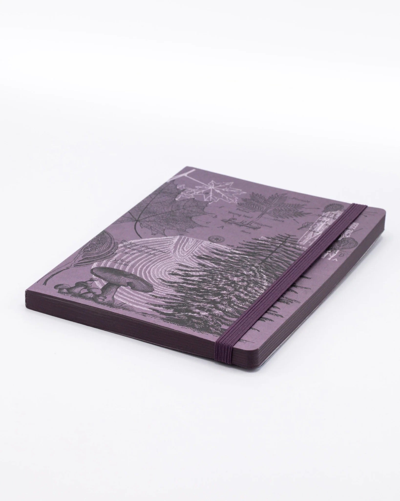 Forest at Dusk Explorer Notebook