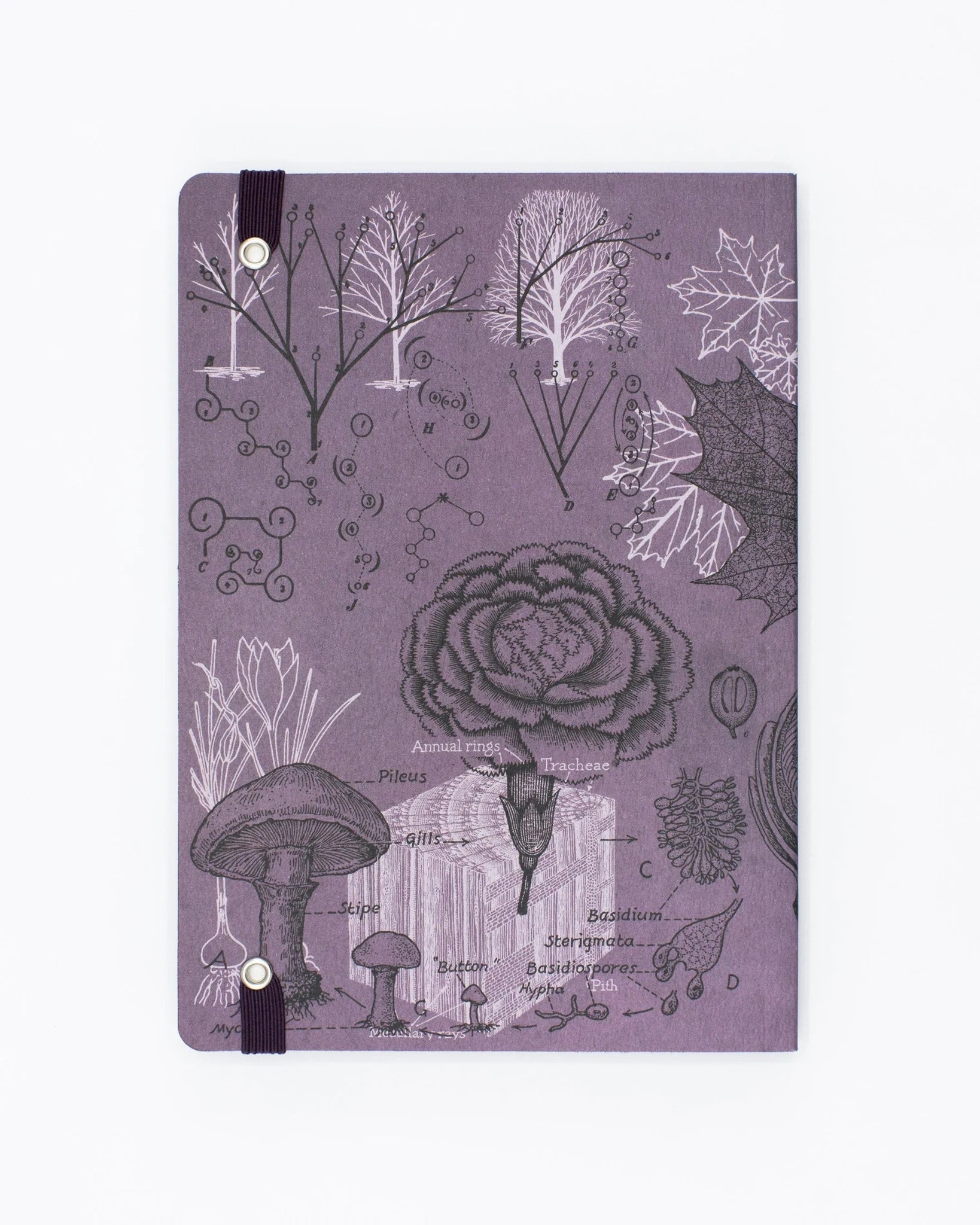 Forest at Dusk Explorer Notebook