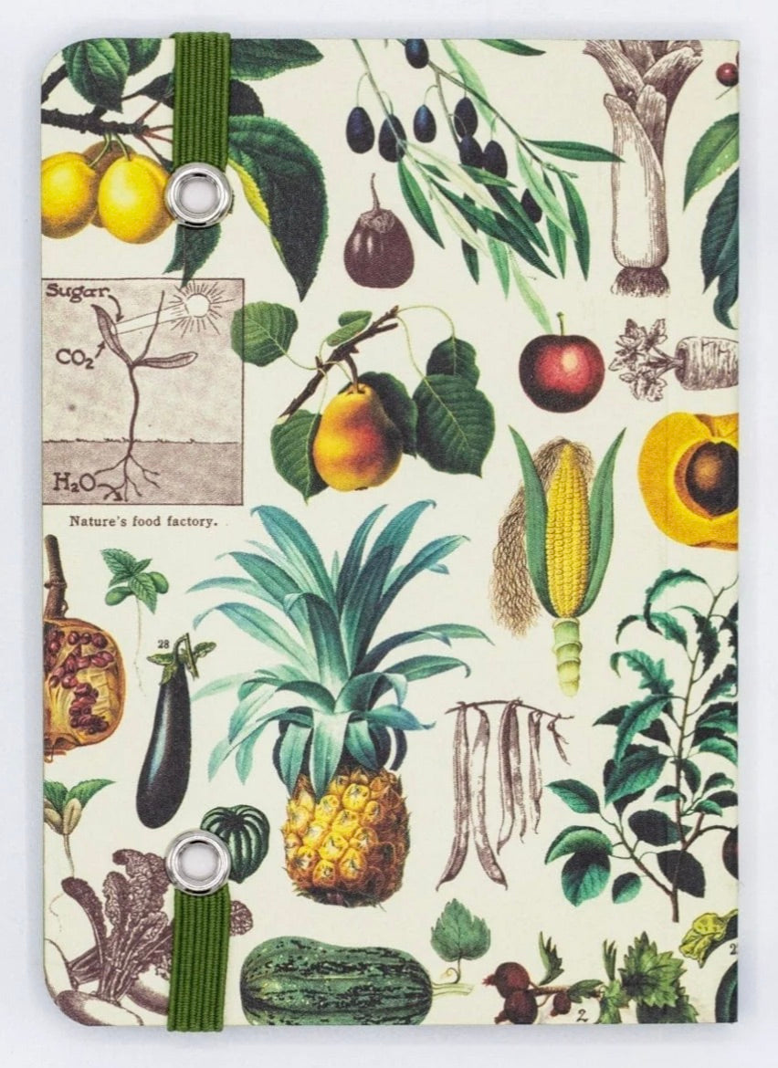 Fruit & Veggies - Mini Observation Notebook