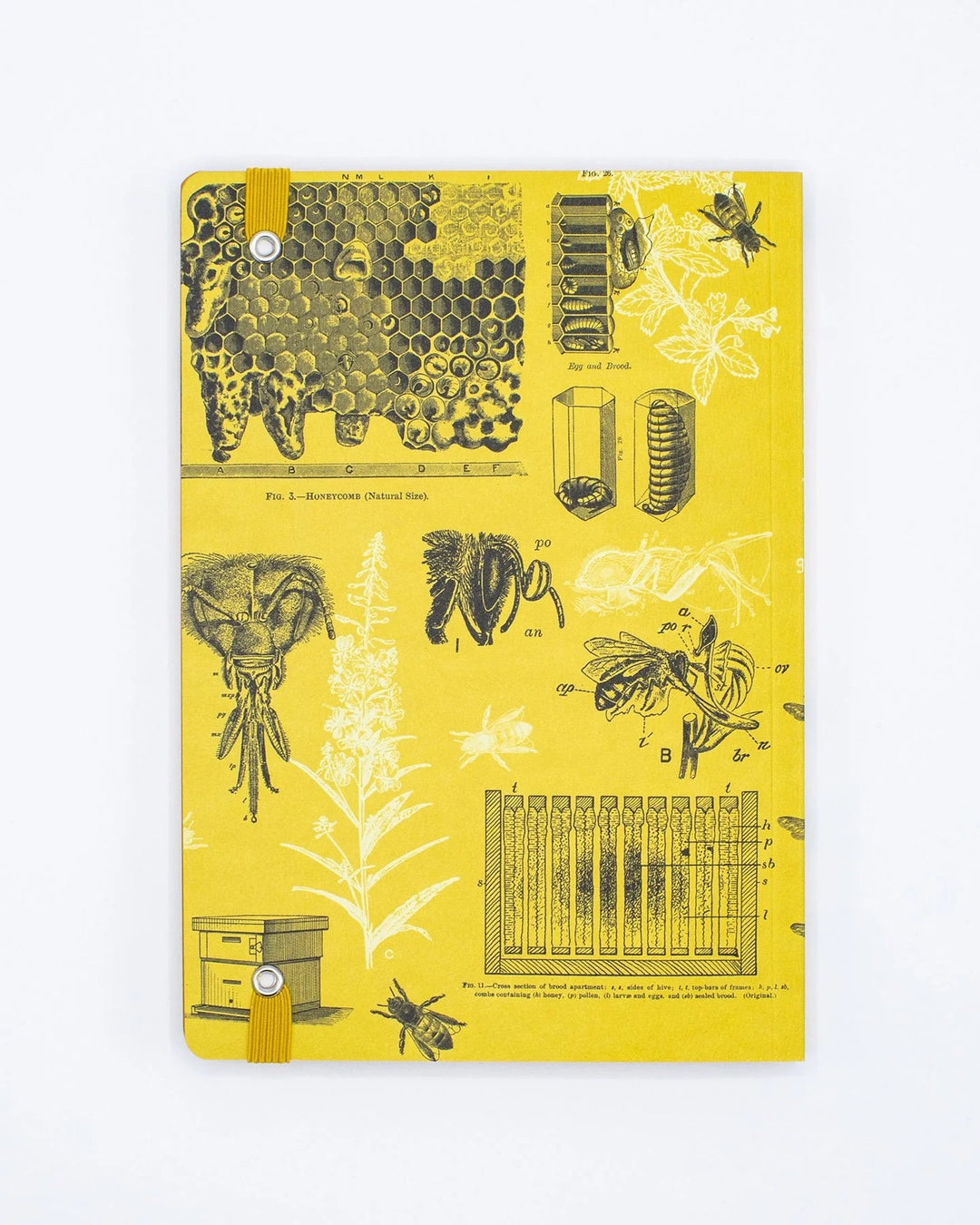 Honey Bee Explorer Notebook