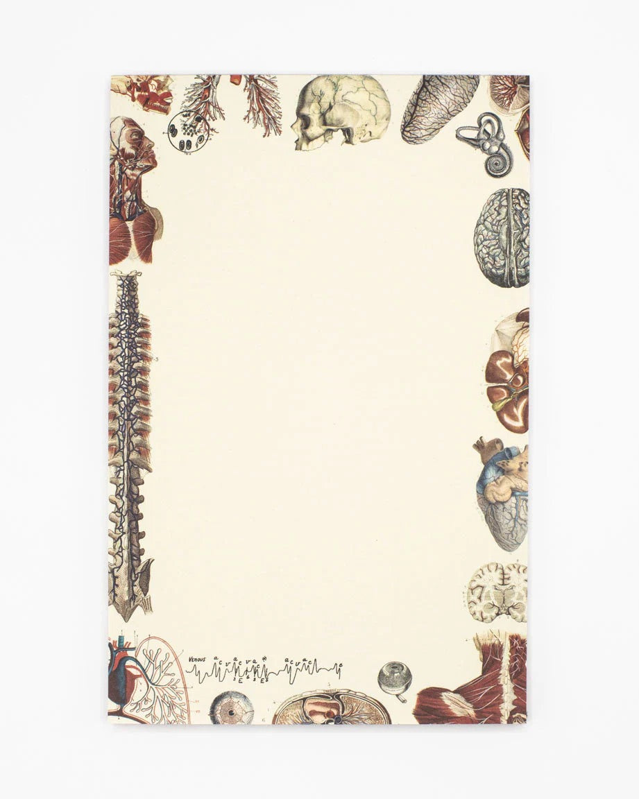 Human Anatomy Notepad
