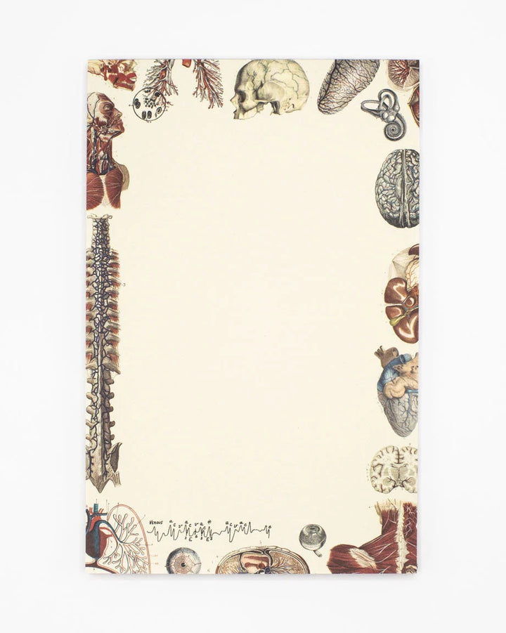 Human Anatomy Notepad