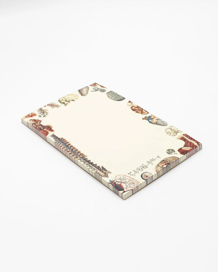 Human Anatomy Notepad