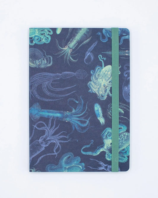 Octopus & Squid Explorer Notebook