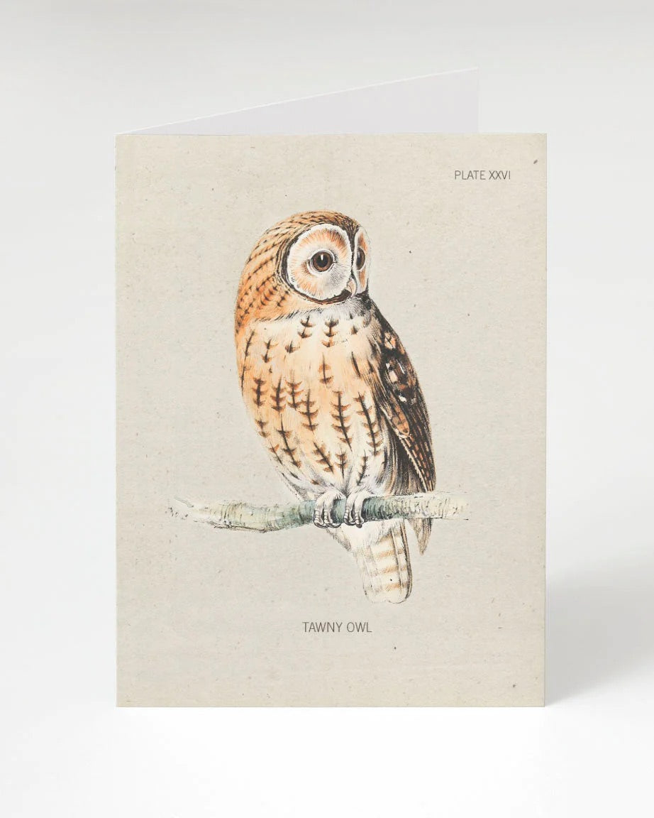 Tawny Owl Card