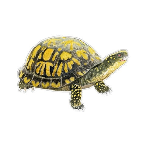 Box Turtle Sticker