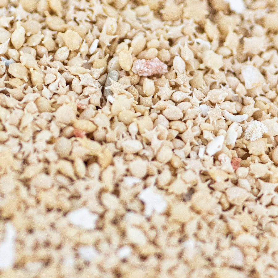 Japanese Star Sand Specimen