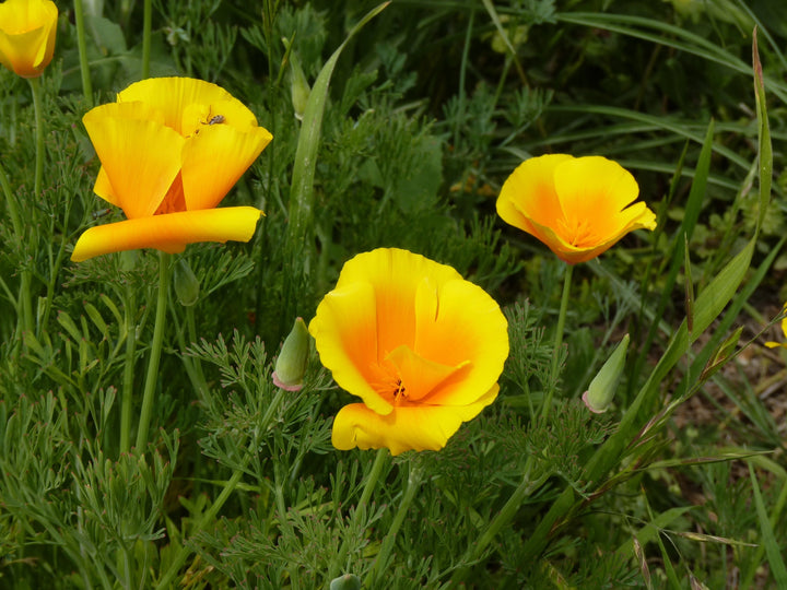 California Poppy Seed Grow Kit