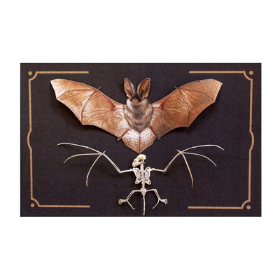 Halloween Bat and Bat Skeleton Set