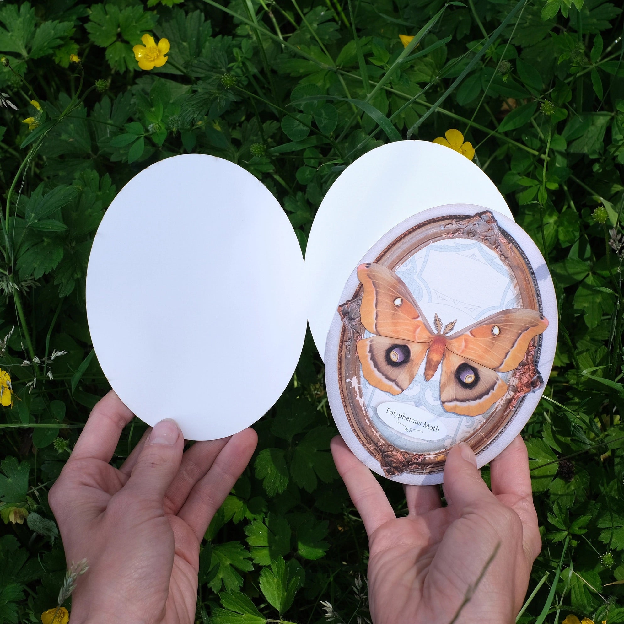 Polyphemus Moth Oval Greeting Card