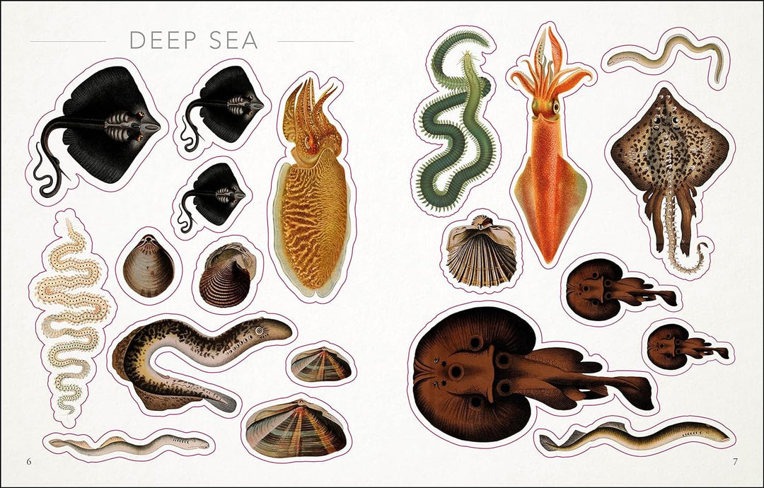 The Seashore Anthology Sticker Book (1000+ Stickers)