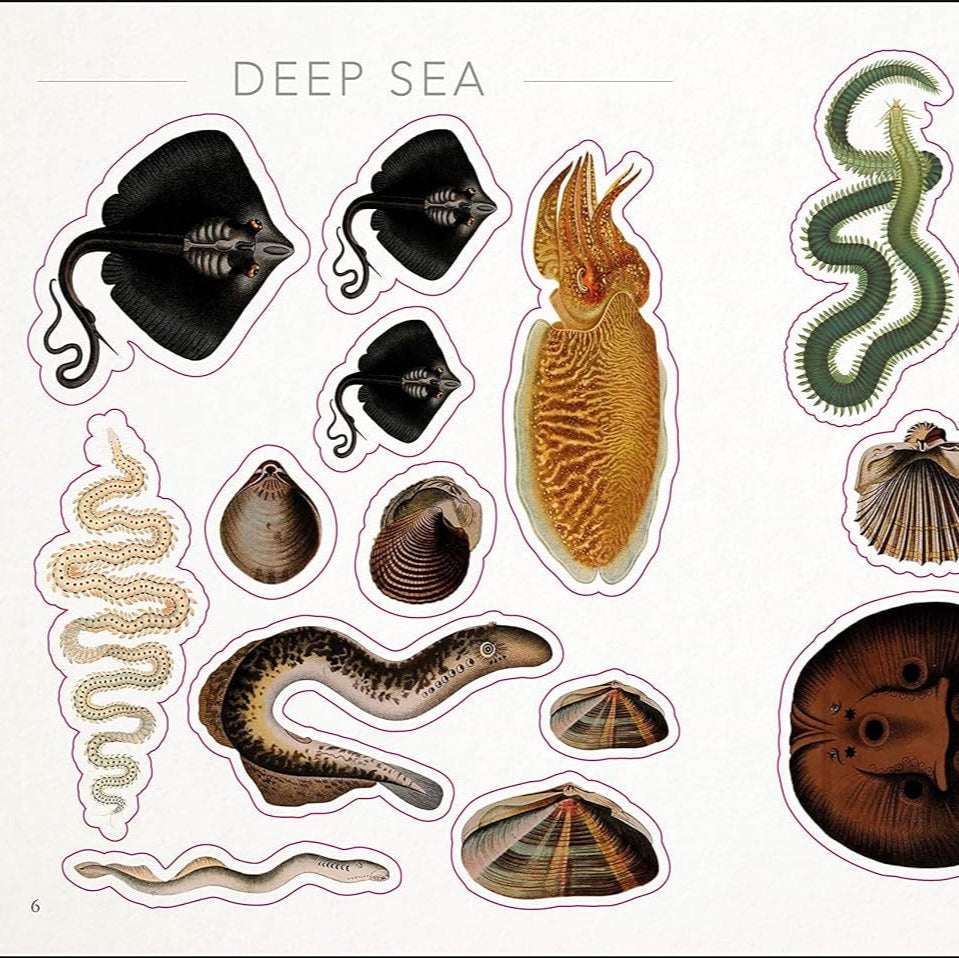The Seashore Anthology Sticker Book (1000+ Stickers)