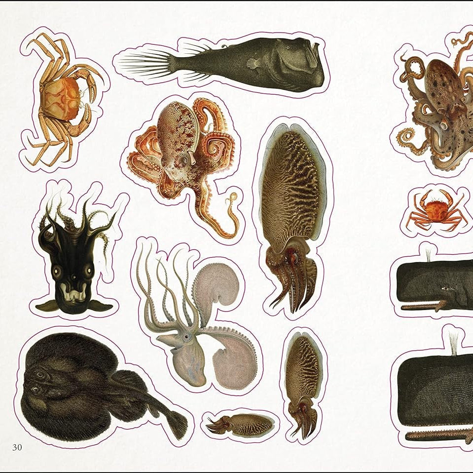 The Seashore Anthology Sticker Book (1000+ Stickers)