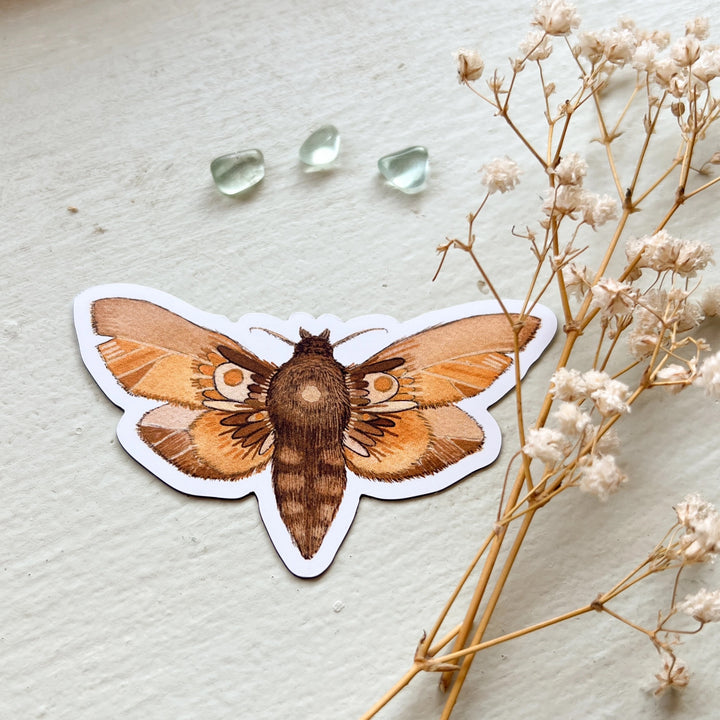 Brown Moth Magnet