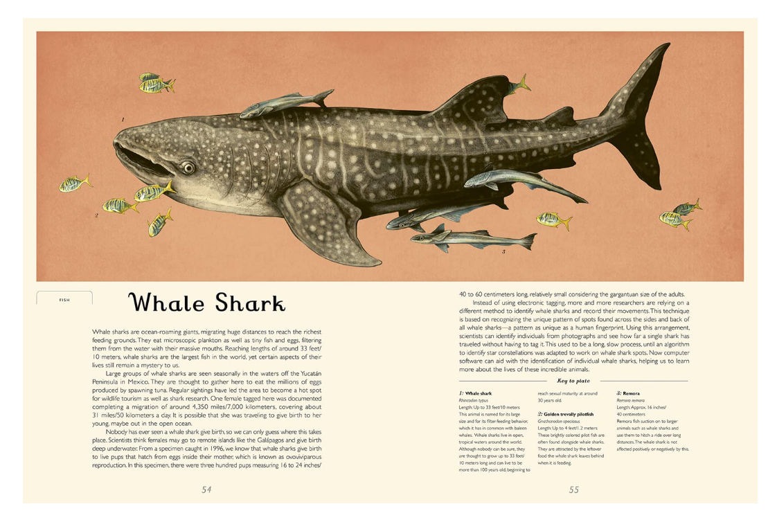 Oceanarium - Jumbo Welcome to the Museum Book