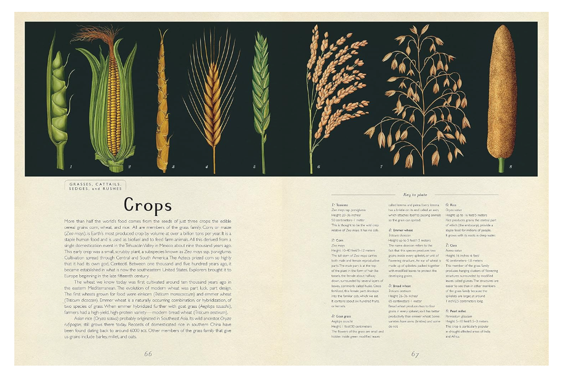 Botanicum - Jumbo Welcome to the Museum Book