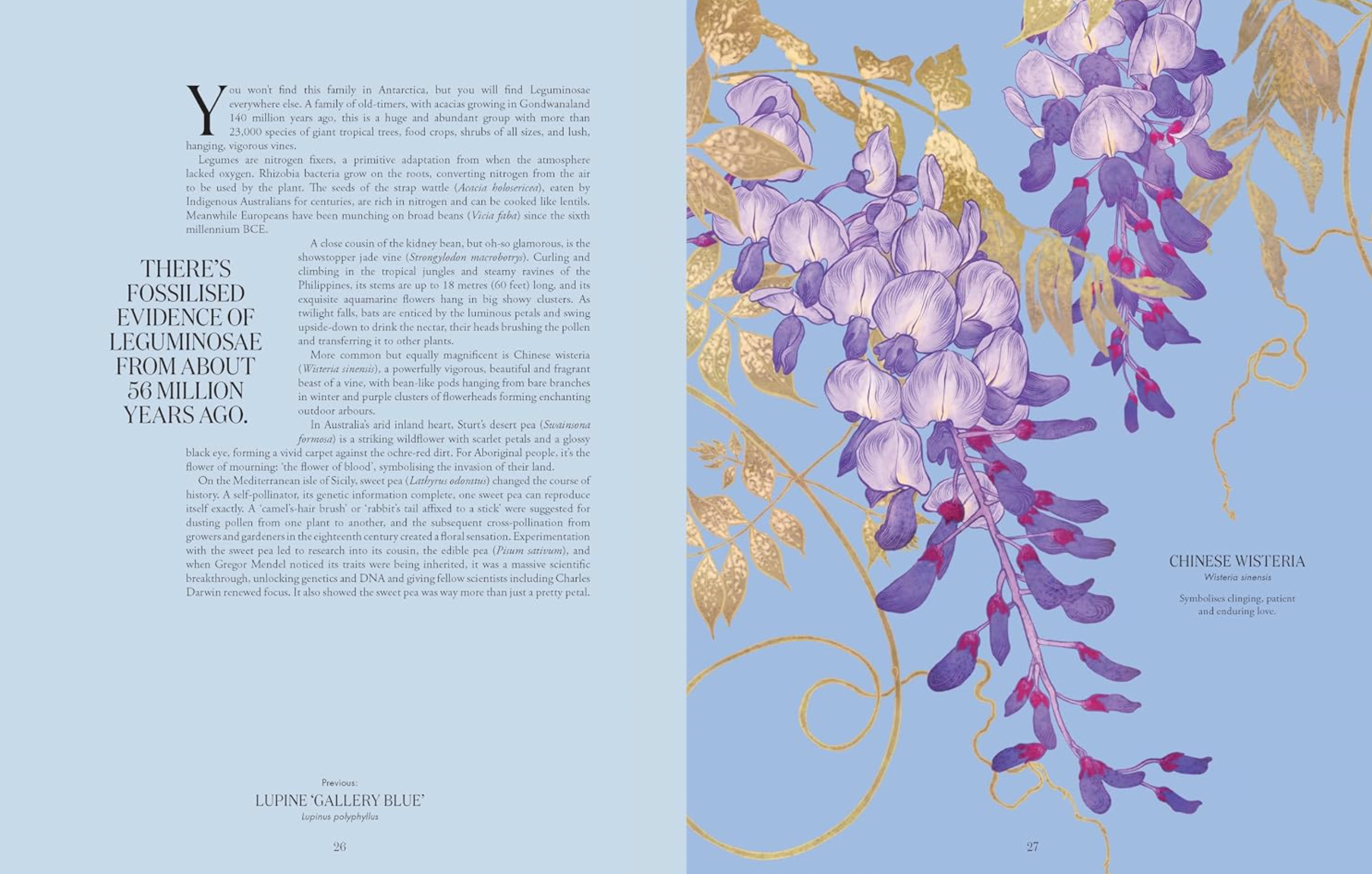 Petal: The World of Flowers Through an Artist's Eye