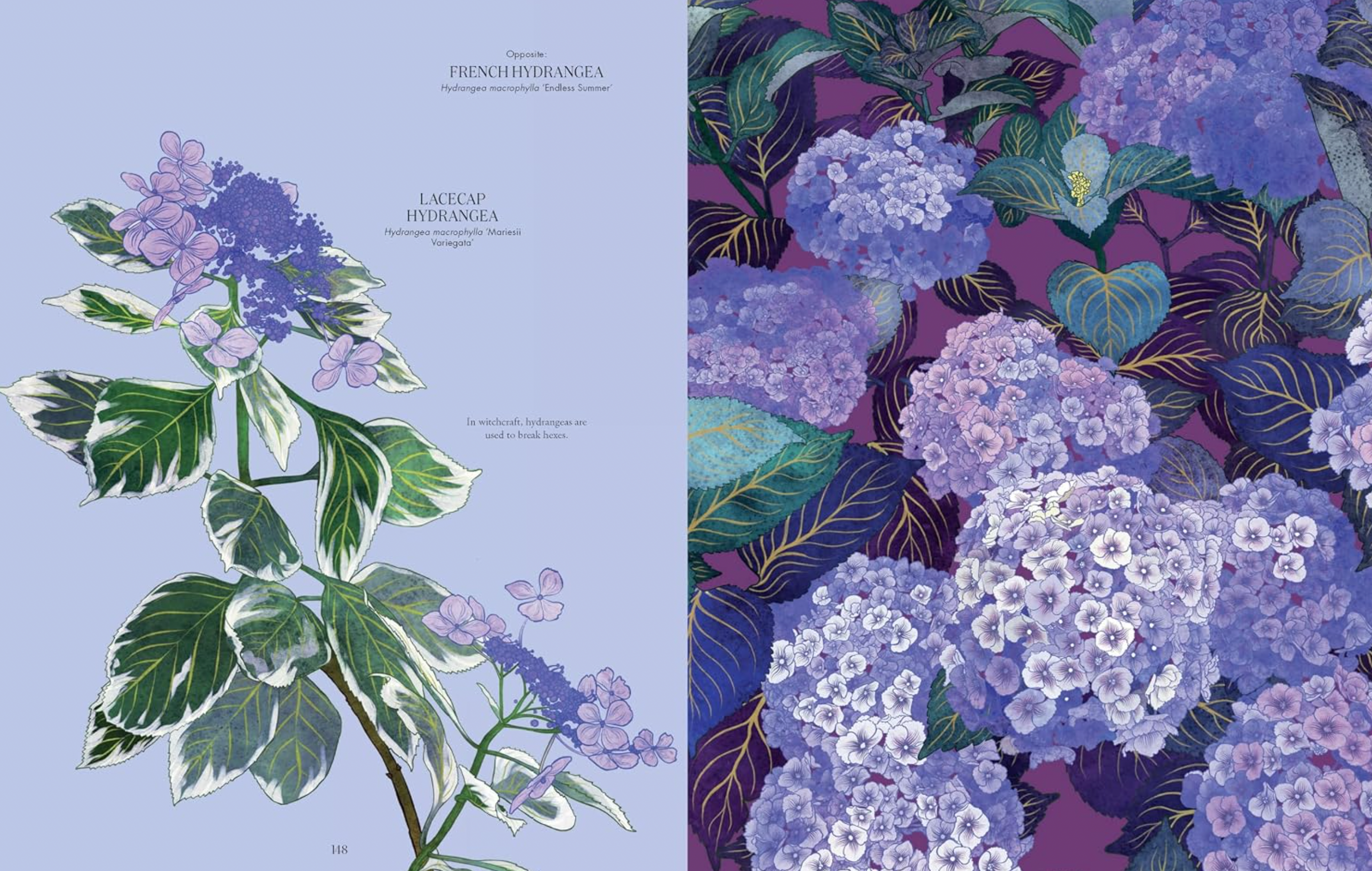Petal: The World of Flowers Through an Artist's Eye