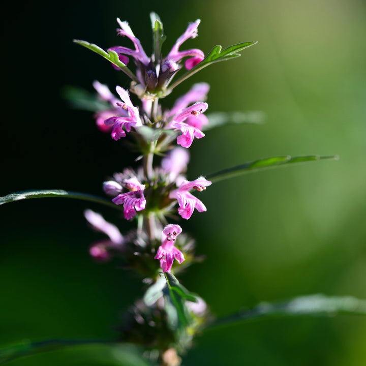 Motherwort Tarot Garden Seed Packet