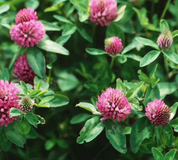 Purple Clover Tarot Garden Seed Packet