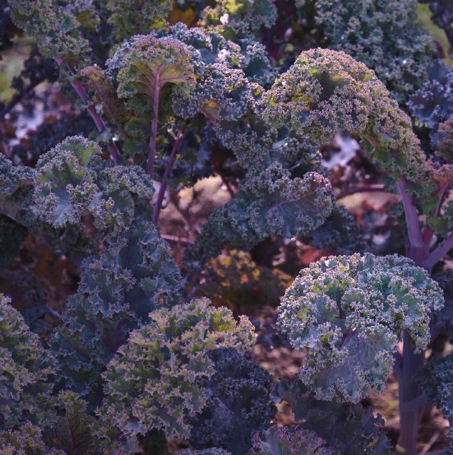 Scarlet Kale Tarot Garden Seed Packet