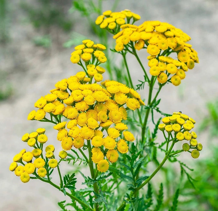 Tansy Tarot Garden Seed Packet