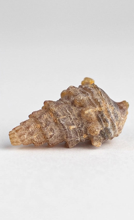 Agatized Gastropod Fossil Specimen