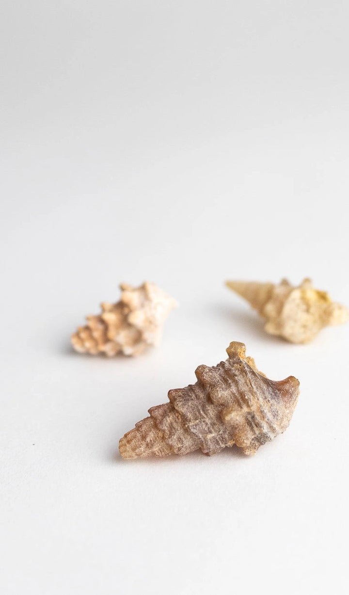 Agatized Gastropod Fossil Specimen