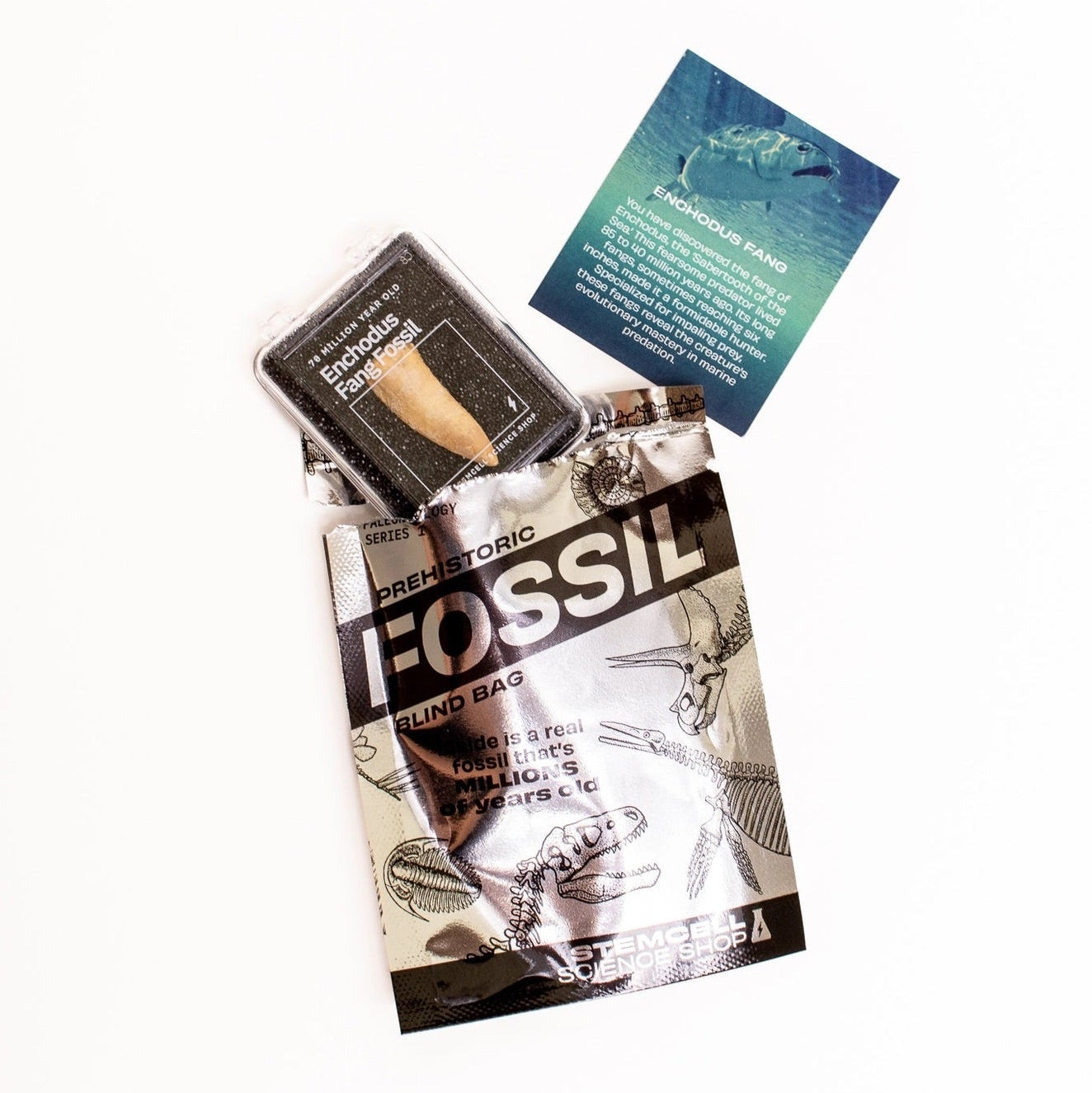 Mystery - Fossil Blind Bag