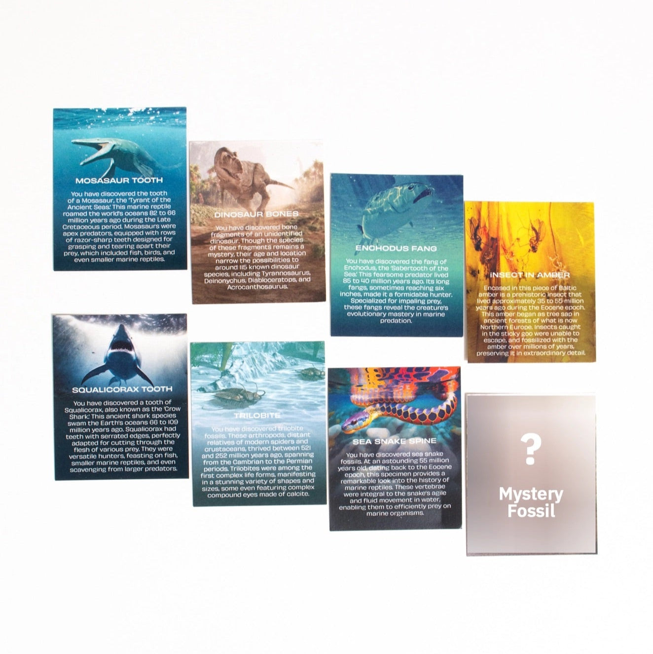 Mystery - Fossil Blind Bag