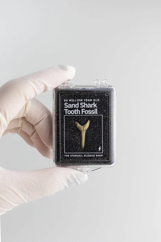 Sand Shark Tooth Fossil