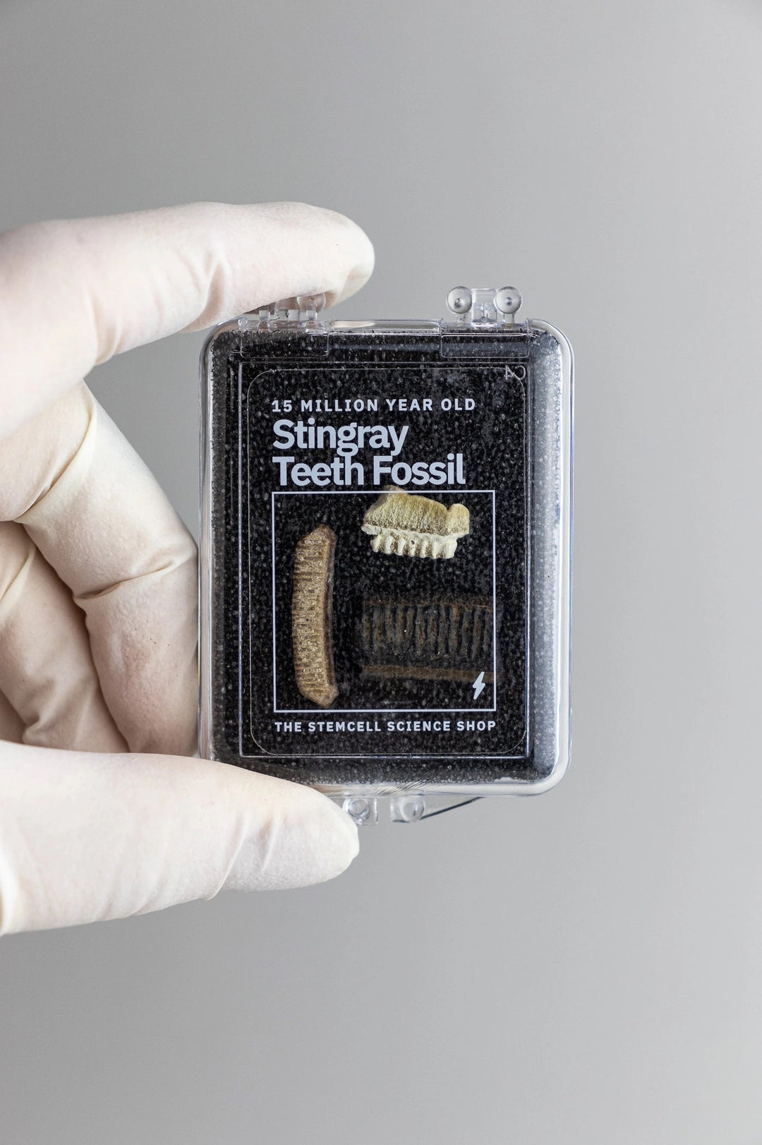 Fossilized Stingray Teeth